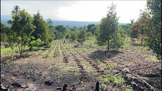 Perkembangan kebun Durian Montong terbaru🌱