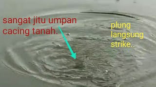 awalnya di remehkan pakai umpan cacing tanah..