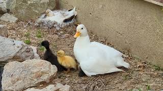 Call Duck Mommies Hanging Out