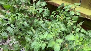 Tomato plants I grew in 2022 | zone 10