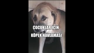 Köpek Sesi - Köpek Havlaması (GERÇEK) UZUN VERSİYON 2