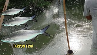 Menangkap ikan : Banyak Ikan Tarpon Di sini || tradisional fishing || Cari Ikan Dengan Tangkul