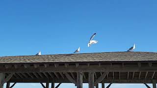 Seagulls in Ocean City 🐦 🌊⛵️ 💙