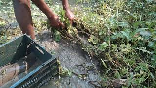 2021 Best underwater hand fishing.Catching catfish by primitive Techngue Remove water Hyacinth