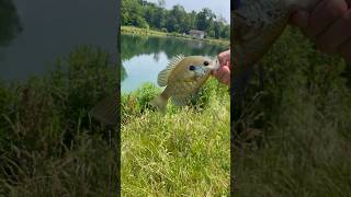 Big blue gill on the beadle spin