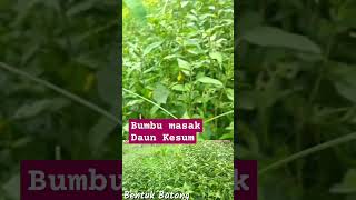 MENGENAL TUMBUHAN BUMBU MASAK DAUN KESUM