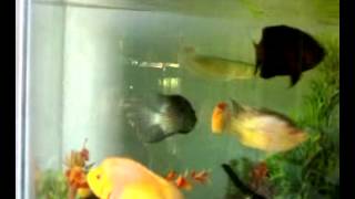 Community fish tank1(2)