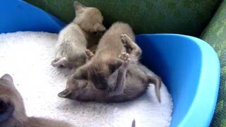 Burmese litter to choose from.MOV