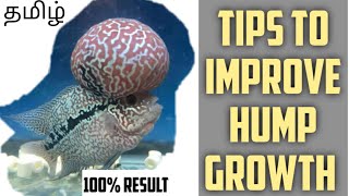 Tips to improve hump growth of flowerhorn | 100% Effective result | Aquapets & farm