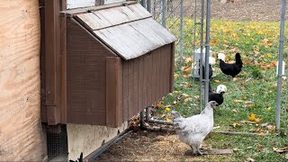 Chickens for beginners. Basics you need to know