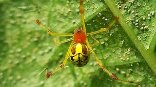 Rare spider-check description to know more #rare #spider