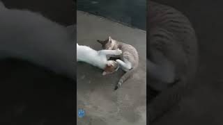 Mug Vs begi the big fight #funny #shorts #cat #kitty #amazing