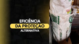 #Comprovação do sistema alternativo de proteção das larvas de bigato