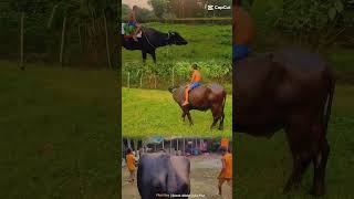 #cowvideos #mohish #buffalo #viral #shorts #shortsvideo