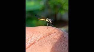 Damselfly on my hand #shorts  #reels