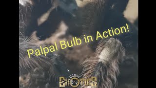 Palpal Bulbs in Action!