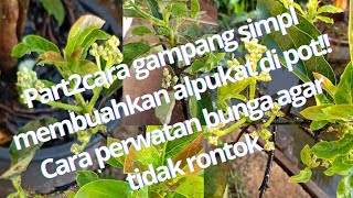 part2 cara gampang membuahkan alpukat di pot!! cara perawatan sesudah keluar bunga