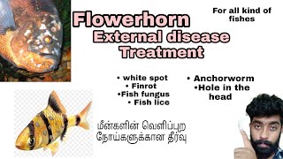 Flowerhorn external disease Treatment | வெளிப்புற நோய்களுக்கான தீர்வு | @aquapetsfarmtamil4785