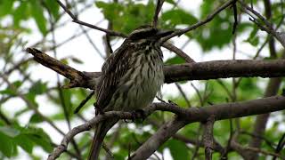 BEM-TE-VI-RAJADO (Myiodynastes maculatus)