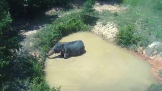 The Elephant Sanctuary | Billie Splashing In South Pond