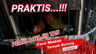 Praktis!!! Cara mudah ternak lovebird pakai sangkar kapsul