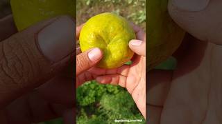 Fruits harvesting 🍑🍋‍🟩🍊🍐🥑 #fruitharvest #fruit #peeling #garden #rurallife @gardening_lover7469