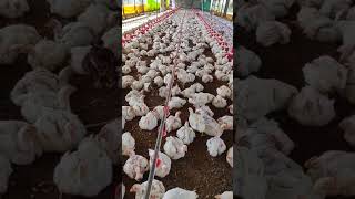 Day 34 Broiler Poultry Farm