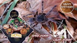 Kilalanin natin ang Acanthoscurria cordubensis (Birthday Vlog) #GEV96