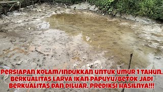 PERSIAPAN KOLAM, DAN SELEKSI INDUKKAN. UMUR 1 TAHUN, BURAYAK/LARVA IKAN BETOK, KAGET HASILNYA