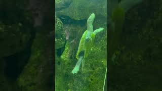 Happy Turtle in Pittsburgh Zoo and Aquarium #turtle #aquarium #shorts #fyp #youtubeshorts