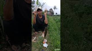 mancing daerah garut strike ikan lele lokal mantap si kang lili