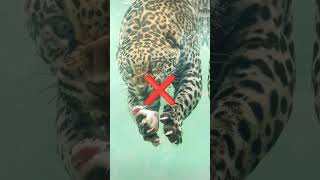 dangerous Insect And Animal v/s cute Insect And Animal #shorts