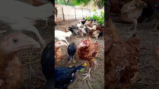 short#Shorts# short feed ads# poultry