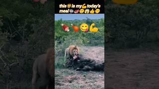 Lion hunting the bull🐂 | bull vs lion | lion vs baffalo | lion attack | @Wildshikaari007