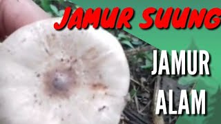 JAMUR SUPA SUUNG