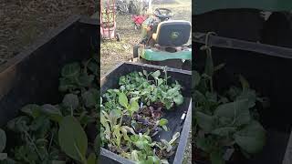 Friday short preview About to Plant 12-15-23 See longer version after planting, see description