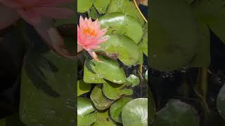 #beautiful #nature #stream #waterfall #waterlily #youtubeshorts