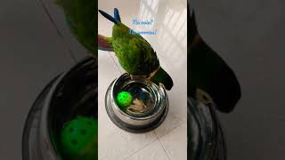 Super cute pet parrots enjoying a dip on a hot day | Pneuma and Jambi, the macaws play with water