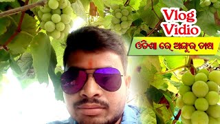 🍇vlog video # Angur tree🌲🍇🌳🌲🍇