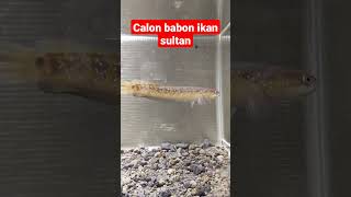 ikan hias sultan @djviralindonesia60