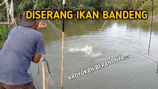 TERKEJUT..!!! DI SERANG IKAN BANDENG