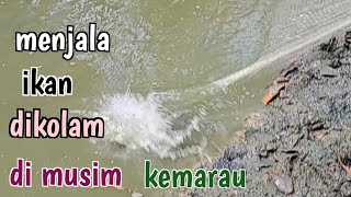 menjala ikan di kolam di saat kolam hampir kering