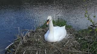 Cygne (couvaison)