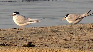 Ein Paar Zwergseeschwalbe n sucht einen Brutplatz _ Vogelbeobachtung