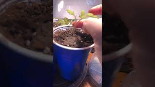 Tomato Seedling Hack for Stronger Better Plants #homesteadingforbeginners #gardening #seedstarting