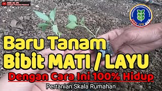 Cara Menanam Bibit Cabe Agar langsung Hidup Tidak Layu Atau Mati  Pertanian Skala Rumahan