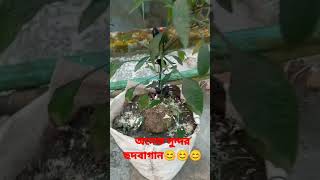 অনেক সুন্দর লাগছে দেখতে 🥰🥰🥰🥰।