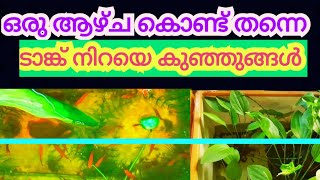 ഒരു ആഴ്ച കൊണ്ടുതന്നെ ബ്രീഡിങ് കഴിഞ്ഞു കുഞ്ഞുങ്ങളെ കിട്ടി😊/#turkana/#breeding/#farm