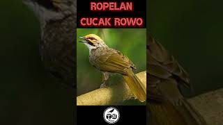 Suara Burung Cucak Rowo Hutan - Gacor #kicaumania #kicaumaniaindonesia