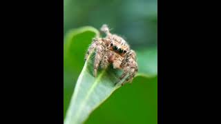 Why jumping spiders move their 'legs' like that?- Read description to know more #shorts #knowledge